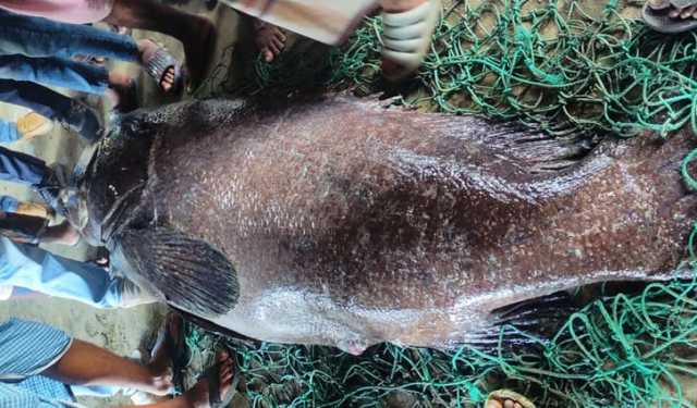 সাগরে মিলল ১৬৬ কেজির ভোল মাছ, ১ লাখ ৮০ হাজার টাকায় বিক্রি