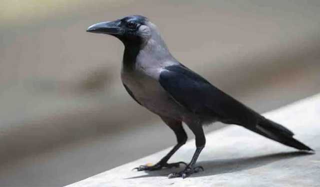 দ্রুত সমস্যা সমাধান করতে পারে এই পাখি