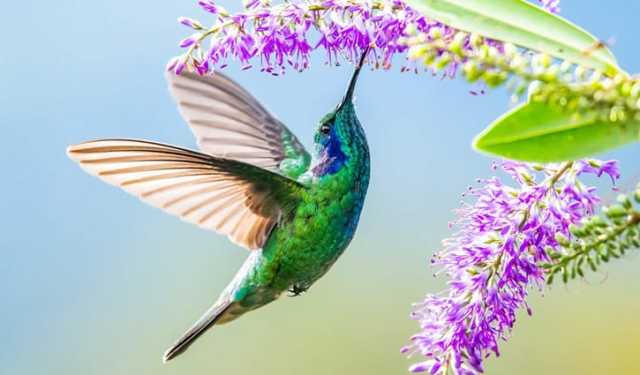 প্রতি সেকেন্ডে ৫০ বার ডানা ঝাপটাতে পারে হামিং বার্ড