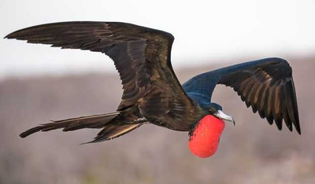 ‘সাগরের জলদস্যু’ বলা হয় যে পাখিকে