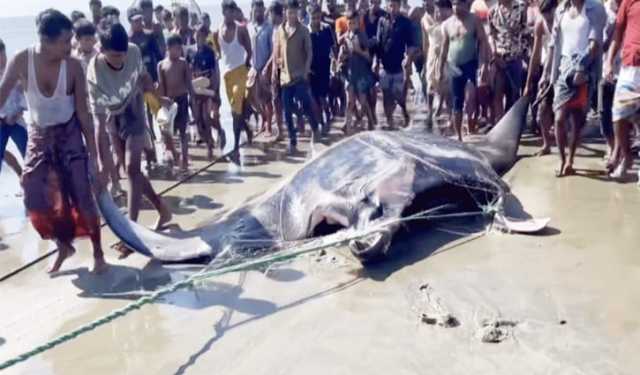 টেকনাফে ধরা পড়ল ২২ মণ ওজনের ‘শাপলাপাতা’ মাছ