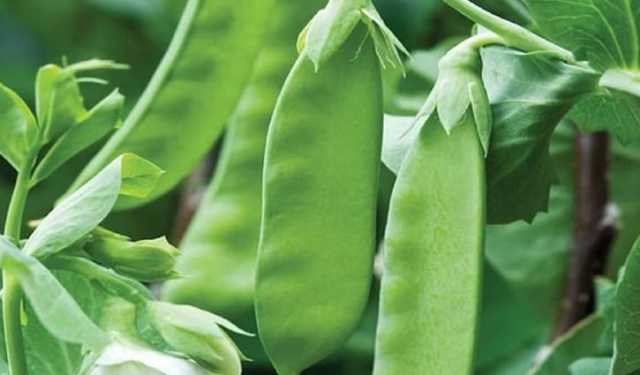 শীতকালে শিম খাওয়ার অনেক উপকারিতা