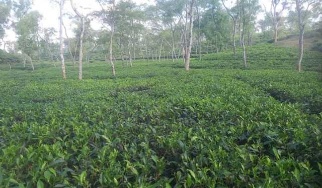 চায়ের রাজ্যে শীতের ধাপট 