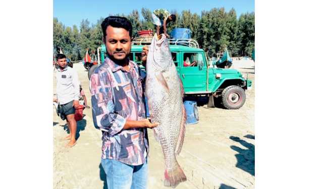টেকনাফে ২০ কেজির পোয়া মাছ ১ লাখ টাকায় বিক্রি 