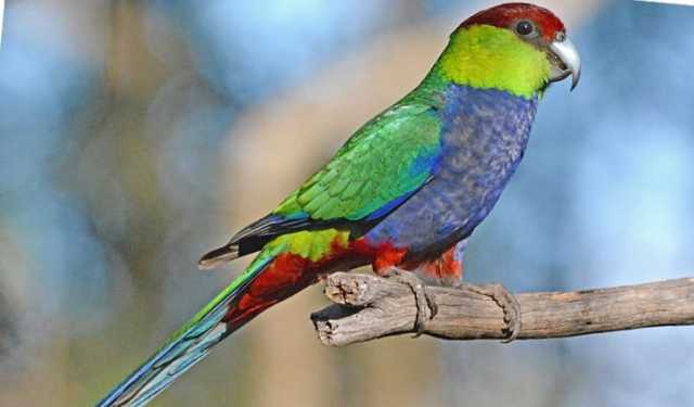 বিরক্ত হলে গাছের চূড়ায় উঠে যায়  ‘লাল ঝুটি টিয়া’