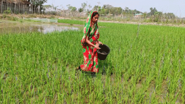 কিষানি থেকে উদ্যোক্তা উপকূলের নারীরা, নিজের জমিতে ধান, পুকুরে মাছ চাষ