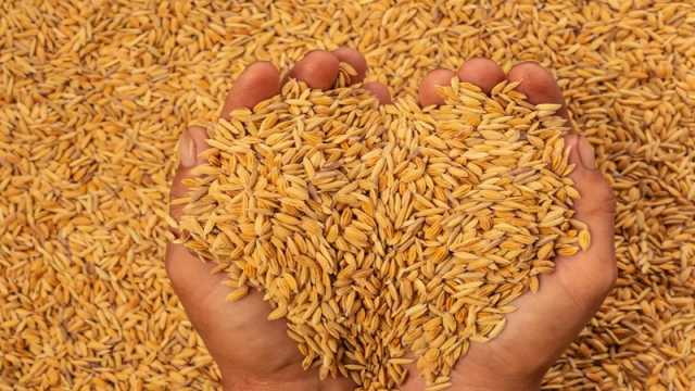 খাদ্য নিরাপত্তায় সর্বজনীন রেশনের বিকল্প নেই  