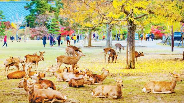 যেখানে প্রাণীর রাজত্ব চলে...