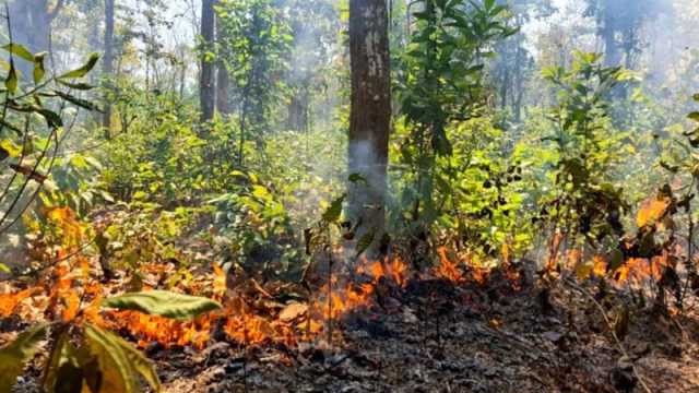দুর্বৃত্তের আগুনে পুড়ছে বন
