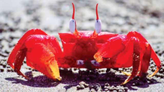 তারুয়া, লাল কাঁকড়ার দেশ