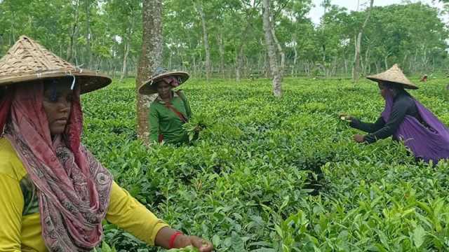 কুঁড়ি এসেছে চা বাগানে পাতা সংগ্রহ শুরু