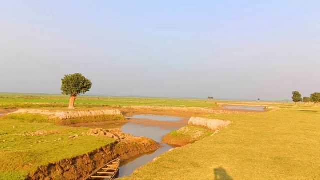 বাঁধ নির্মাণে মাটির সংকট নষ্ট হচ্ছে গো-চারণভূমি