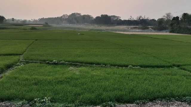 কাজলা নদীর বুকে ফসলের ঢেউ
