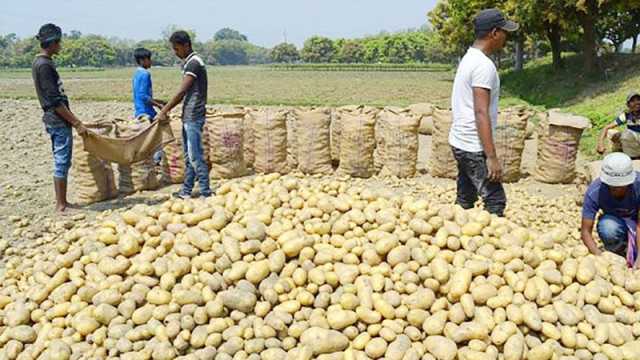 উৎপাদিত আলুর ৮৮ শতাংশ থাকবে সংরক্ষণের বাইরে