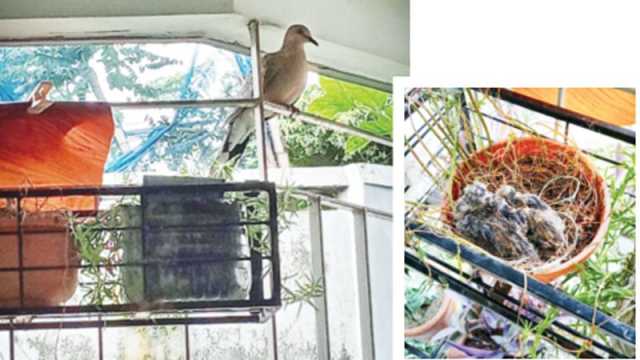 বারান্দা বাগানে ঘুঘুর বাসা