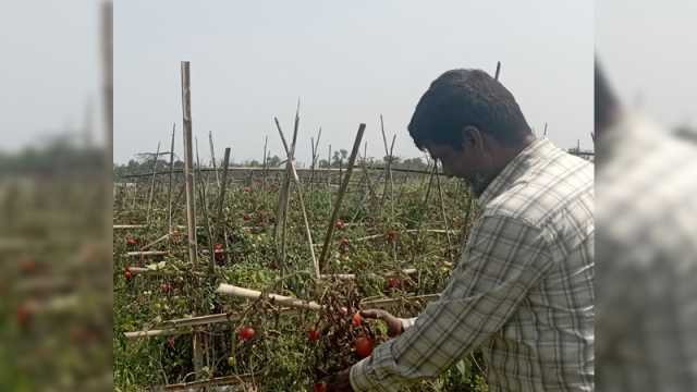 জমিতেই নষ্ট হচ্ছে টমেটো