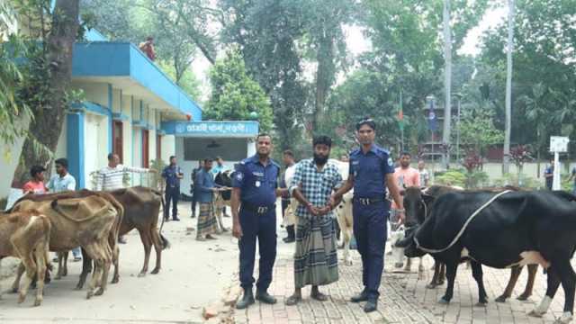 চোরের তথ্যে গরু মিলল বিএনপি নেতার গোয়ালে