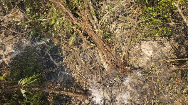 আগুনে ক্ষতিগ্রস্ত সুন্দরবনের সাড়ে ৫ একর বনভূমি