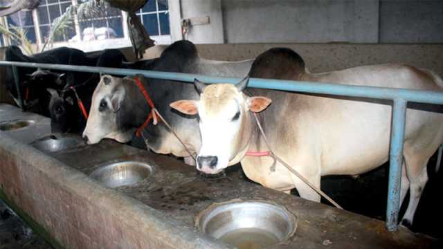 ফুলবাড়ীতে গরুর দামে হতাশ খামারি