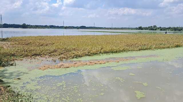 পানিতে ভাসছে ধান, মিলছে না শ্রমিক