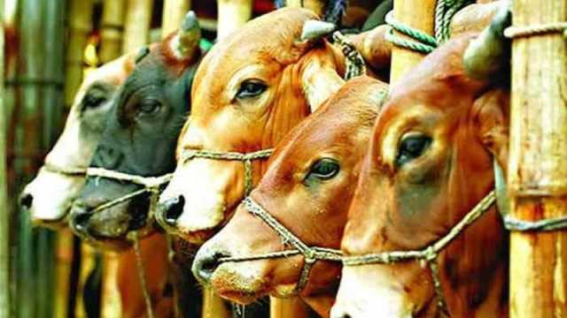 তৃতীয় সর্বোচ্চ দরদাতা পেল ডিএনসিসির পশুর হাটের ইজারা