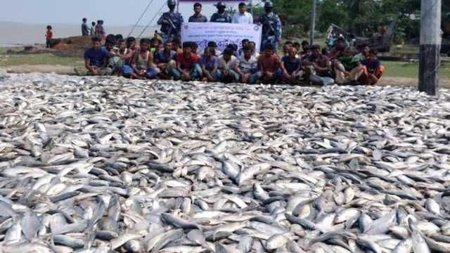 হাতিয়ায় ১৫০ মণ ইলিশ জব্দ