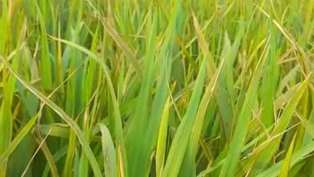 জয়পুরহাটে ইটভাটার ধোঁয়ায় ১২০ বিঘা জমির ধান নষ্ট, অভিযোগ কৃষকের