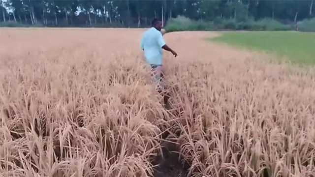 কৃষকের ছয় বিঘা জমির ধান নষ্টের অভিযোগ