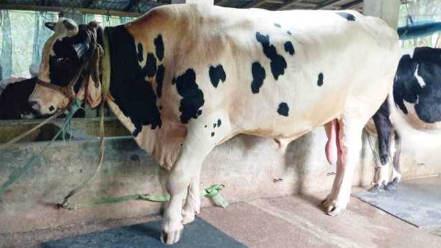 কোরবানির হাট কাঁপাতে আসছে ৩৫ মণের ‘ফণী টু’, দাম ১৫ লাখ টাকা