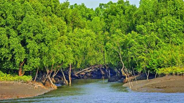 ৭৮ জনকে সুন্দরবনে ফেলে গেল বিএসএফ ও ভারতীয় কোস্টগার্ড