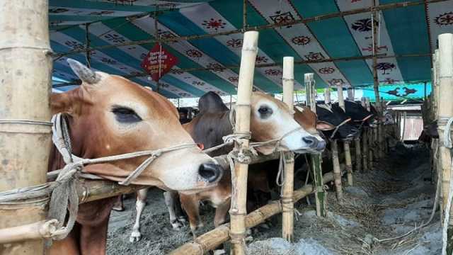 ইজারা সম্পন্ন না হলেও হাট প্রস্তুত, অপেক্ষা খামারিদের