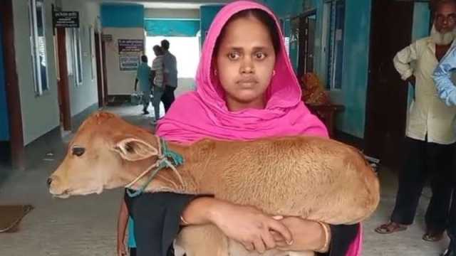 ‘চাঁদার’ টাকা না পেয়ে গরু নিয়ে গেলেন বিএনপি নেতা