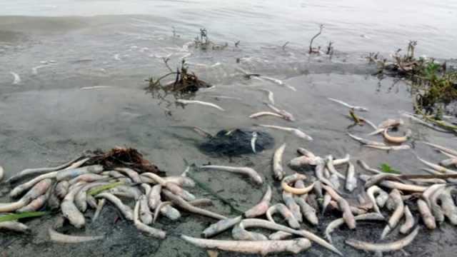 চাঁদপুরে মেঘনায় আবারও ভেসে উঠছে মরা মাছ