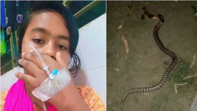 কামড় দেওয়ার পর সাপকে নিয়ে টিকটক, অতঃপর...