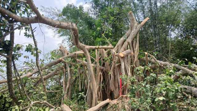 ‘শিরক’ আখ্যা দিয়ে কেটে ফেলা হলো শতবর্ষী বটগাছটি