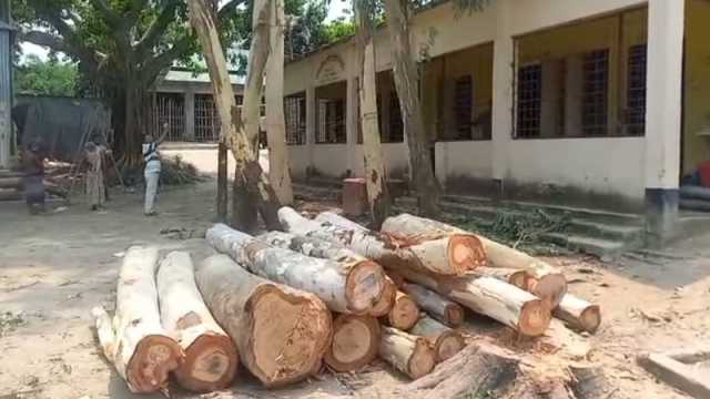 ঋণ পরিশোধ করতে সরকারি গাছ বিক্রি