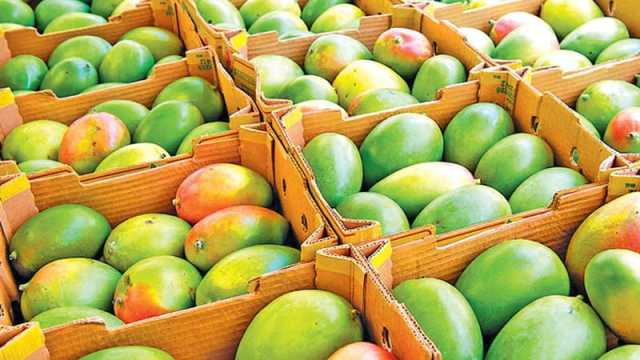 চীনে আম রপ্তানিতে সহায়ক পদক্ষেপ চায় ইপিবি