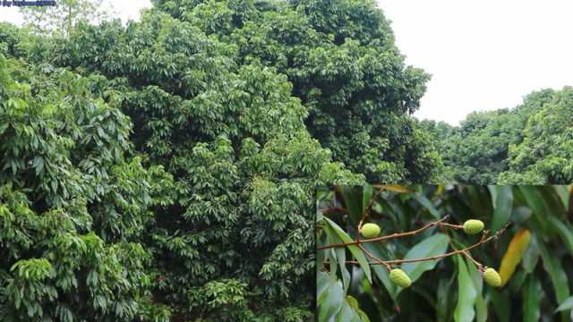 লিচুর ফলনে এমন বিপর্যয় ৬০ বছরেও দেখেননি চাষি