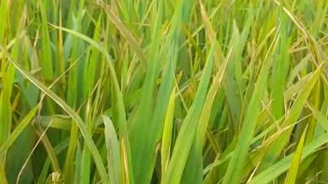 ইটভাটার ধোঁয়ায় ১২০ বিঘা জমির ধান নষ্ট
