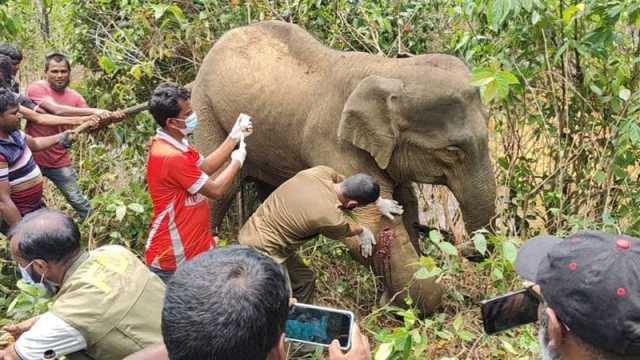 চিকিৎসা পেয়ে বনে ফিরল দলছুট হাতি