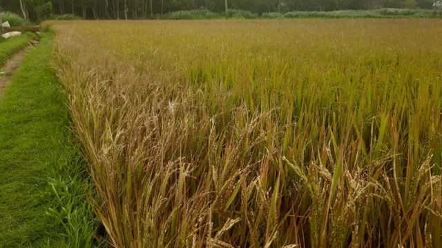 ইটভাটার বিষাক্ত গ্যাসে পুড়ল কৃষকের স্বপ্ন