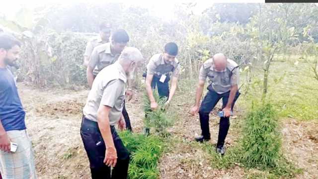 বাড়ির আঙিনায় বাবার গাঁজা চাষ, ফুল ভেবে ছেলে করেন পরিচর্যা