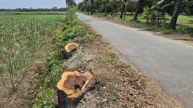প্রশাসনের সিদ্ধান্তের আগেই কাটা পড়ল আড়াইশ গাছ