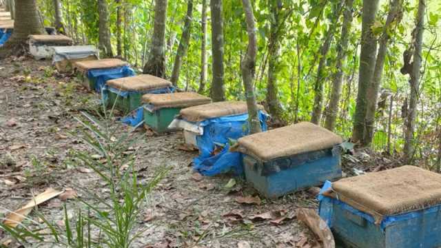 তিলের জমিতে মধু চাষ লাভবান কৃষক