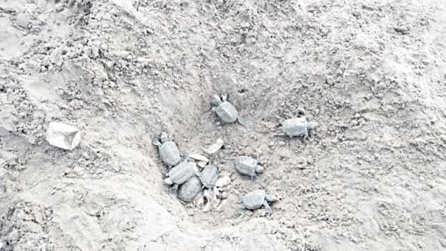 করমজলে ফুটেছে কাইট্টা কচ্ছপের ৬৫ ছানা