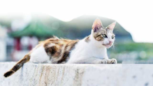 এ সময় পোষা প্রাণীর যত্ন