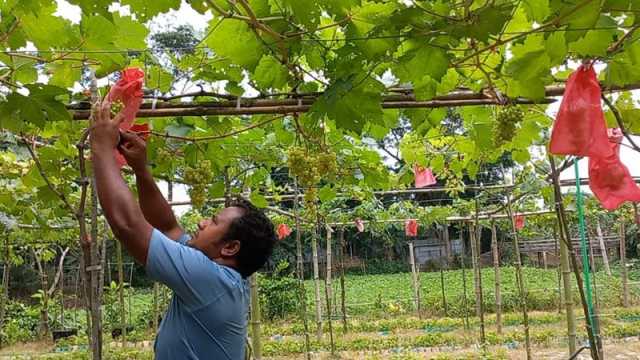 দেশের মাটিতেই থোকায় থোকায় ঝুলছে আঙুর