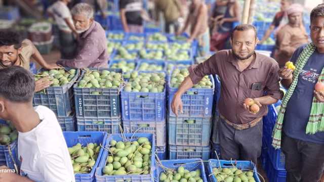 বাগানের পরিপক্ব আম বাজারজাত শুরু