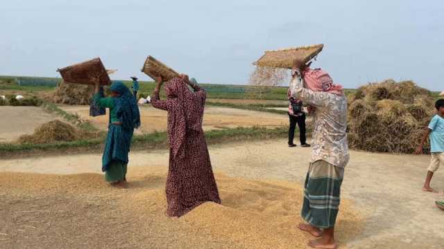 বোরোর ‘মেগা স্টোর’ হাকালুকিতে বাম্পার ফলন