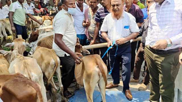 ফেরত পাঠানো হলো বিতরণের জন্য আনা ৬৫টি বকনা বাছুর